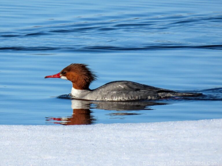 365 Days Of Birds Duluth Minnesota Based Birder Photographer Sax