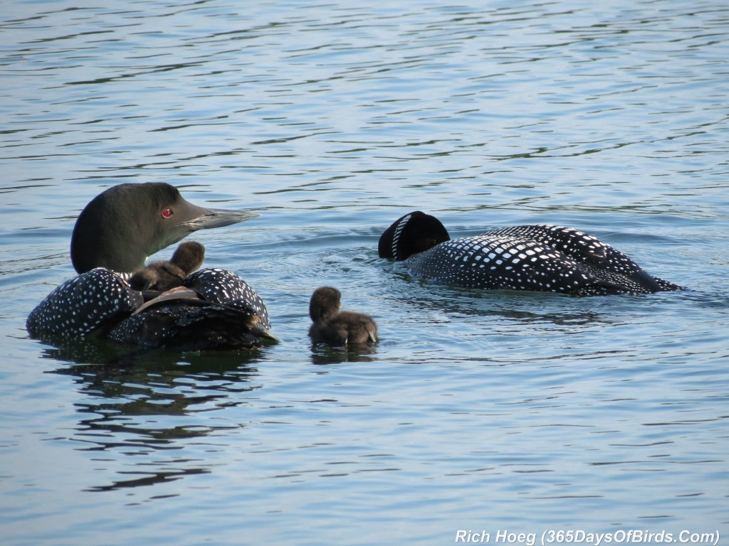 Young loon reunites with mother on Twin Cities lake after rescue from fishing  litter - Bring Me The News