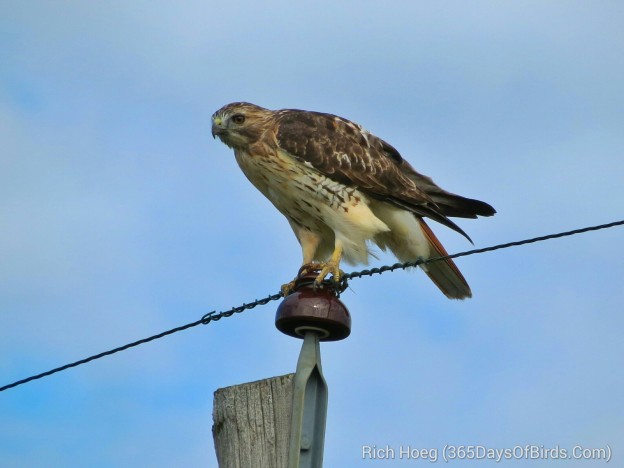 North Dakota Badlands | 365 Days of Birds