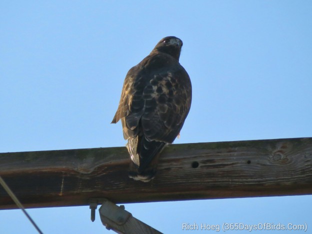 Days 240 to 244: Birds of the Columbia River Valley | 365 Days of Birds