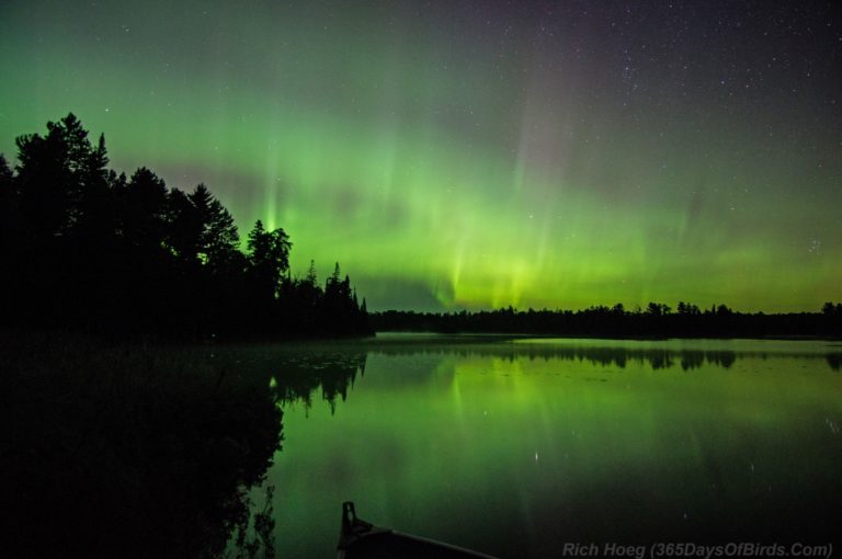 A Northern Night to Remember! Aurora Borealis Dance! - 365 Days of Birds