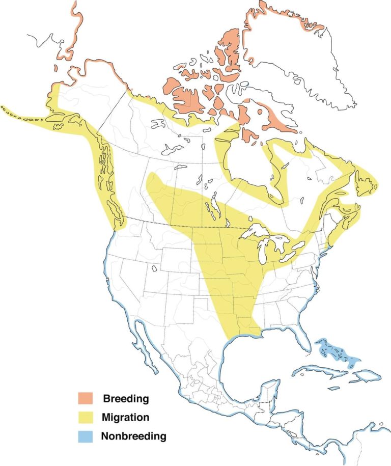 Arctic Ocean Bound! Plovers and Turnstones! - 365 Days of Birds