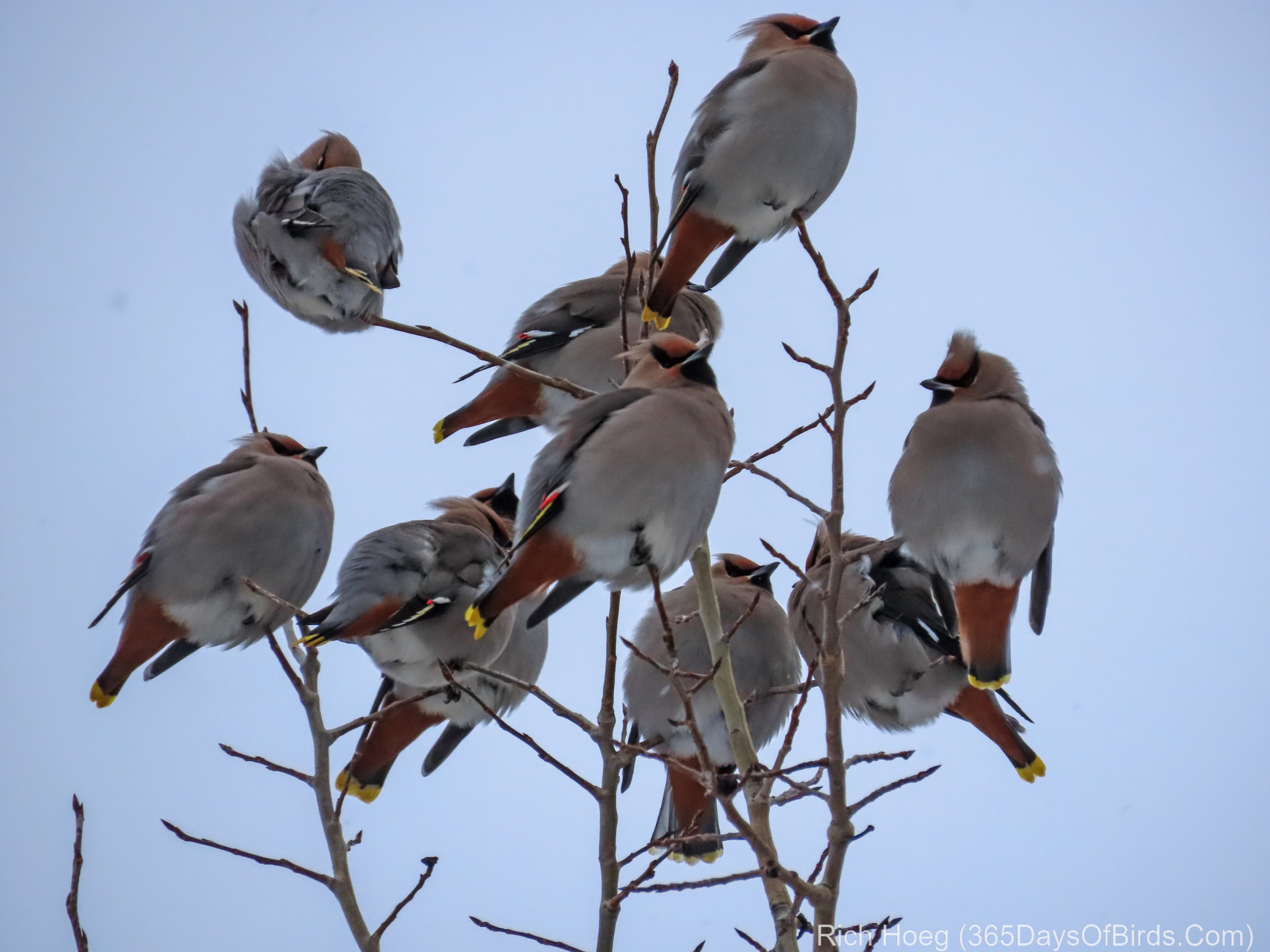 bohemian birds travel