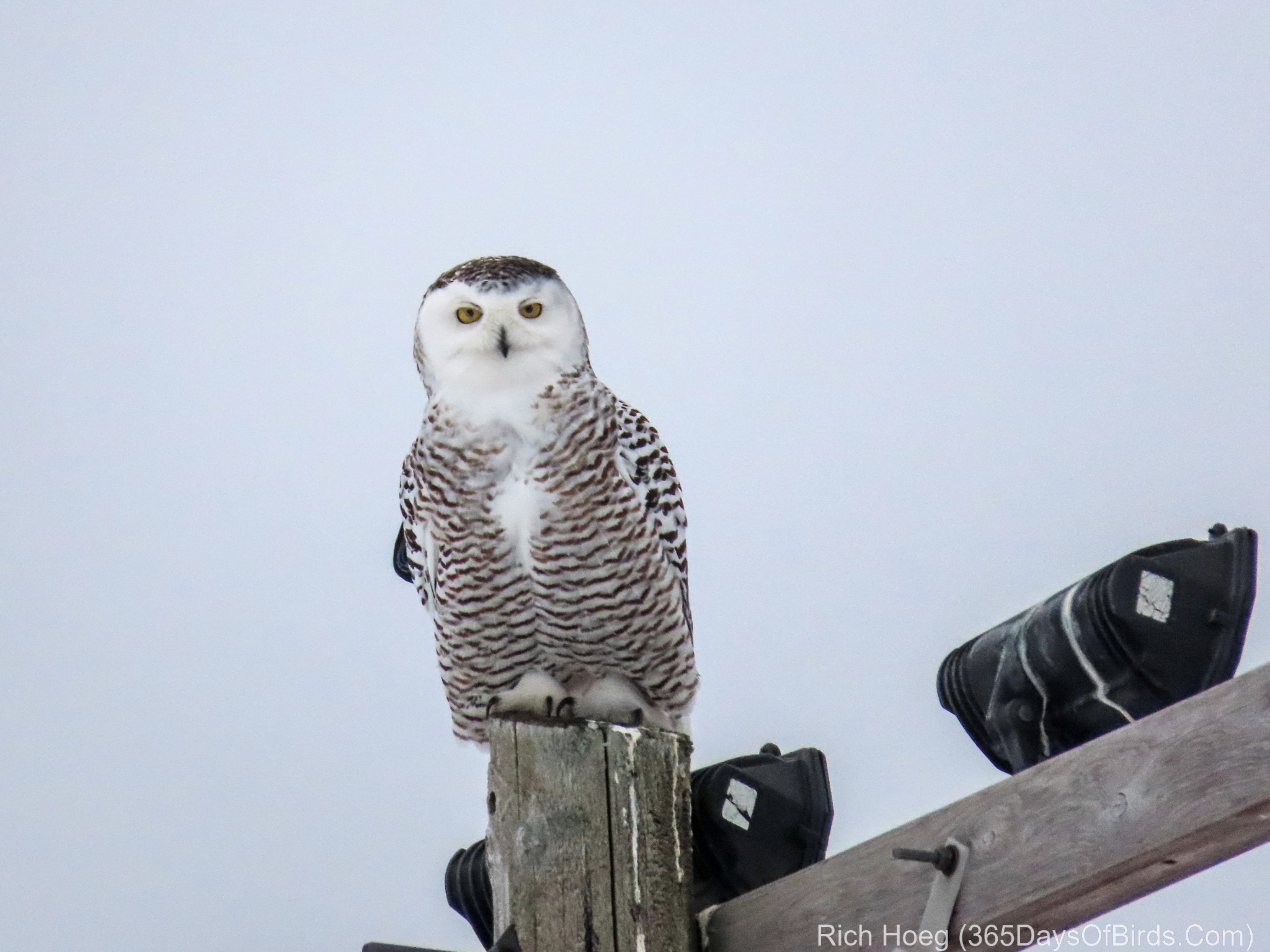 Super B-Owl Sunday Snowy Owl - 365 Days Of Birds