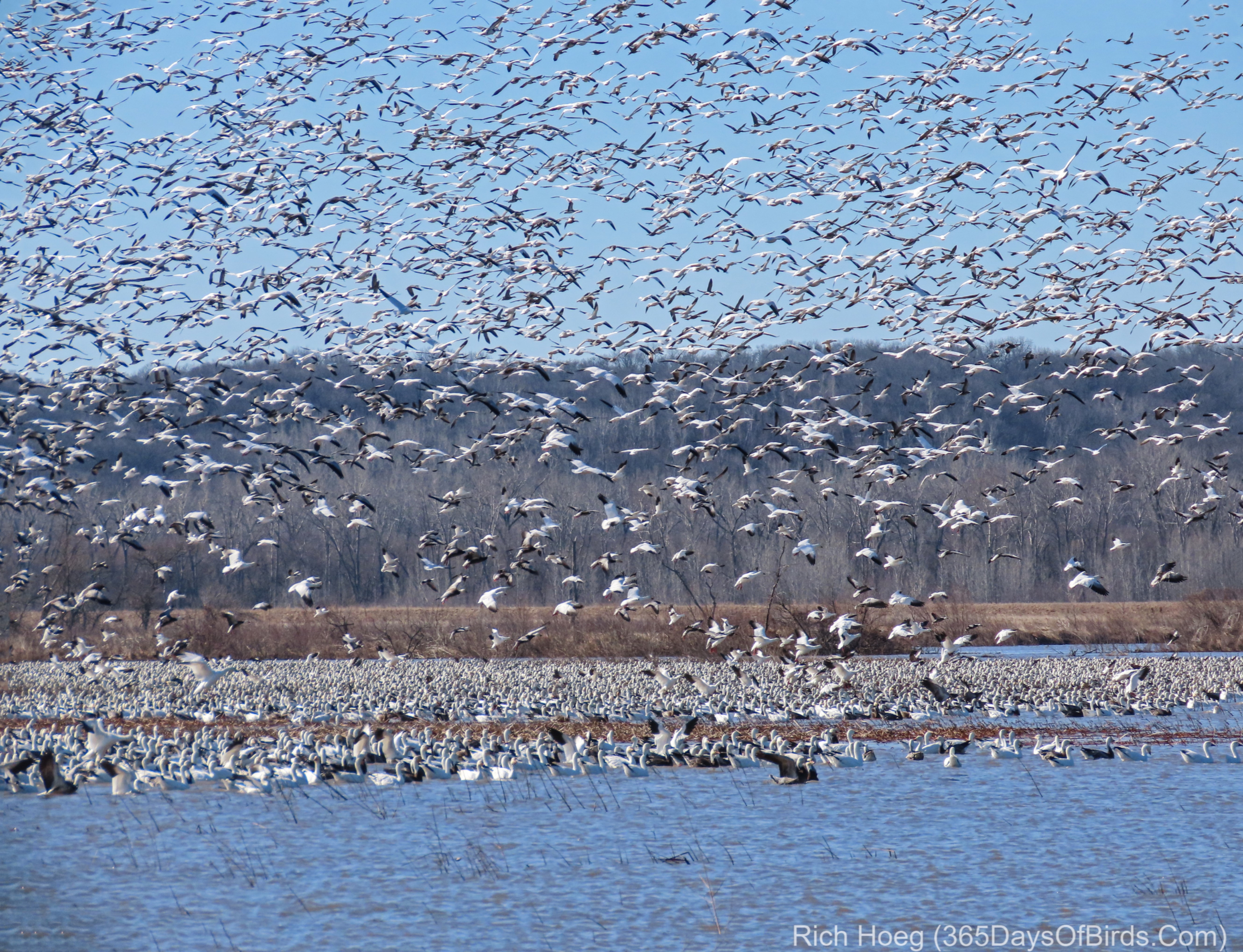 Dike Failure North American Snow Goose Migration - 365 Days of Birds