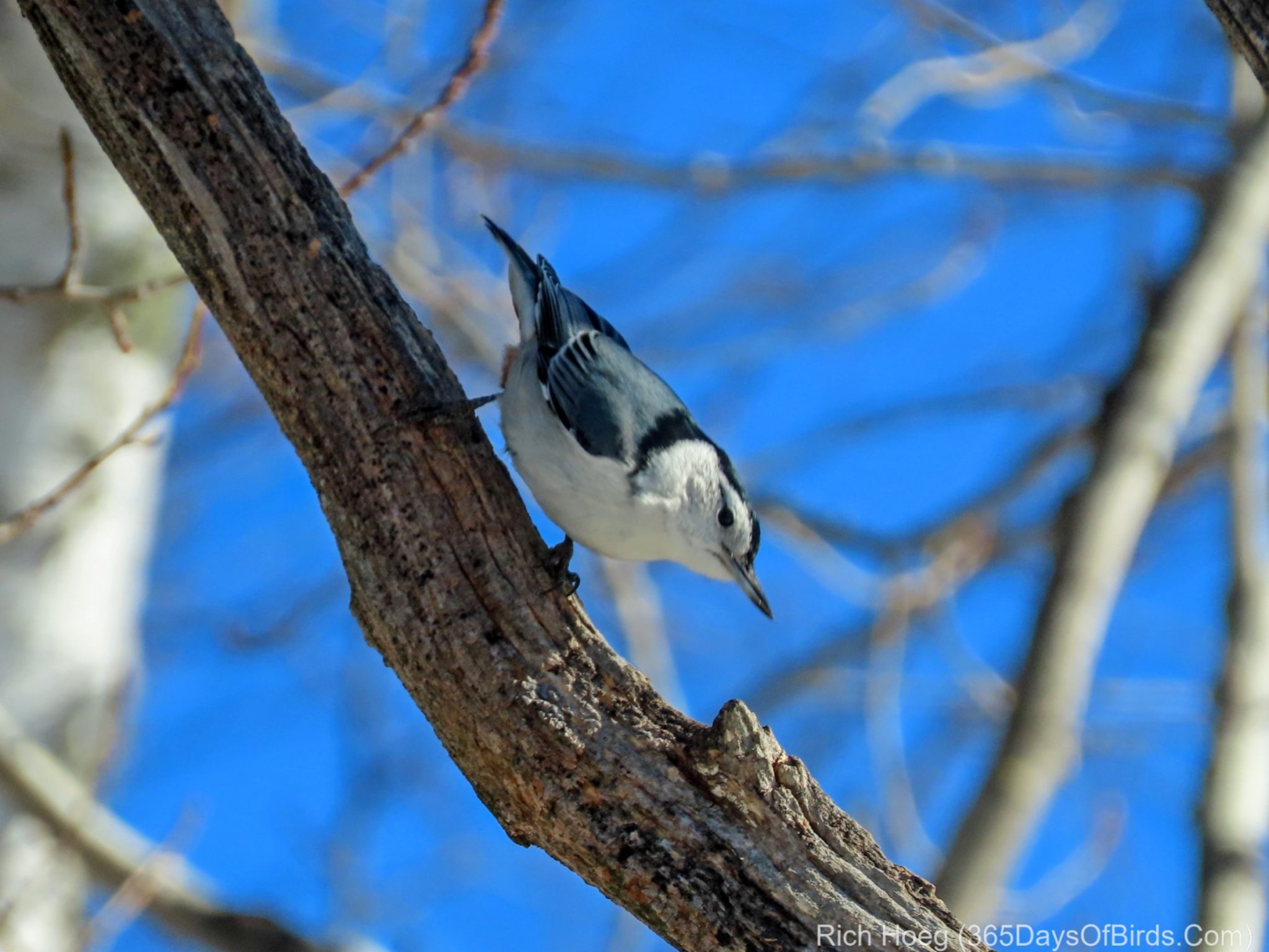 white-breasted-nuthatch-365-days-of-birds