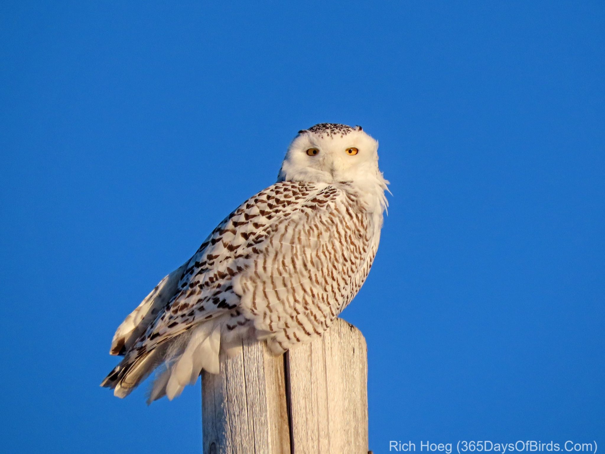 Wind Blown Snowy Owl! - 365 Days of Birds