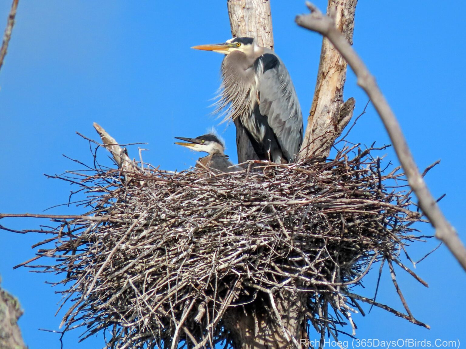 Great Blue Heron Chicks - 365 Days of Birds