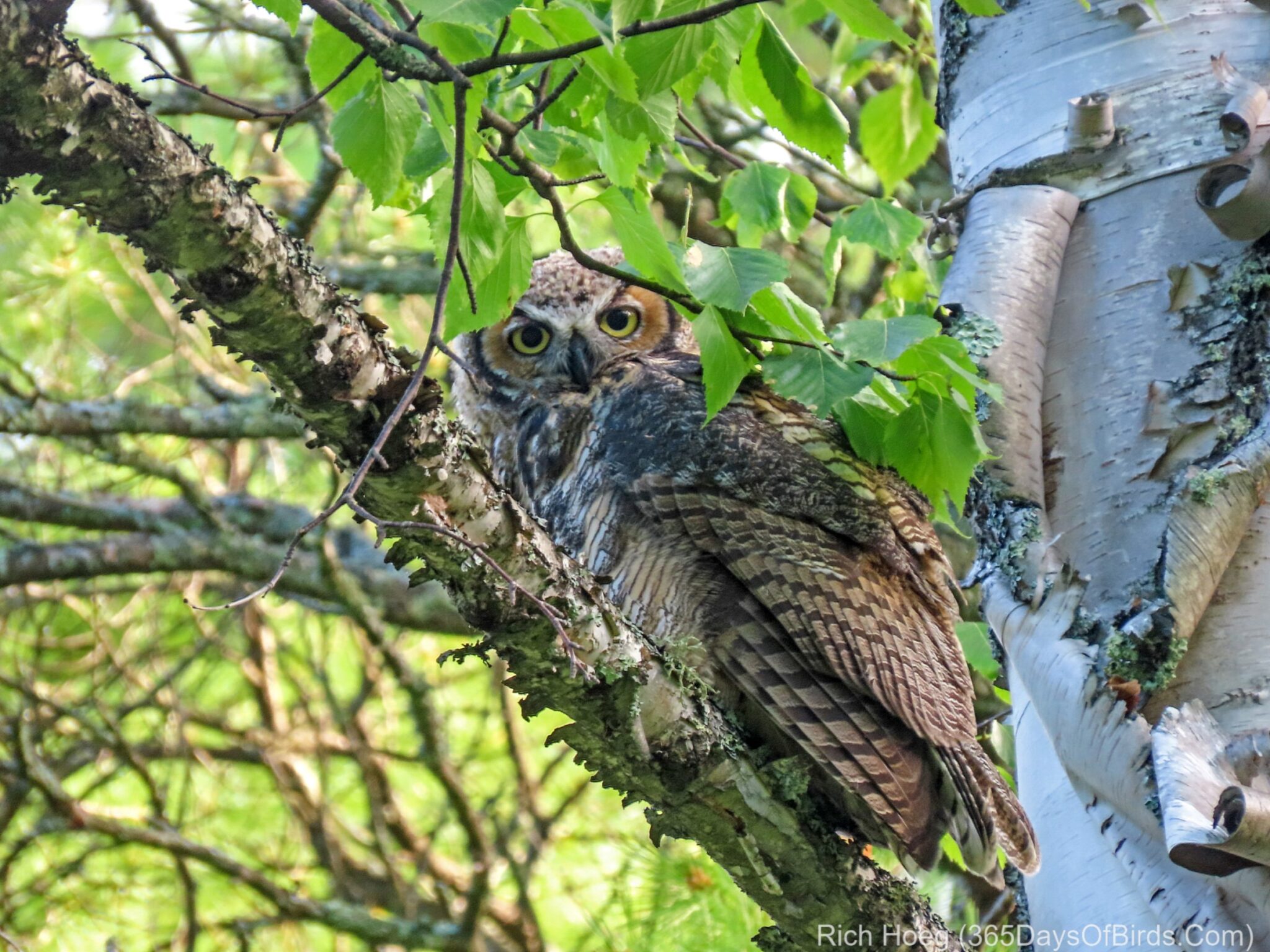 Hiding Hoot! - 365 Days of Birds