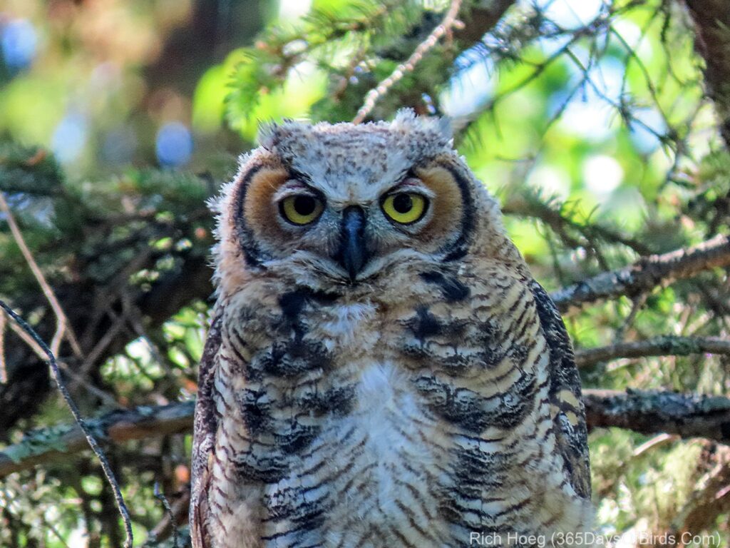 The Return of Hoot! (the Great Horned Owl) - 365 Days of Birds