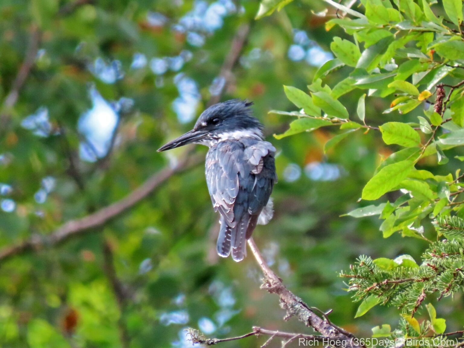 belted-kingfisher-365-days-of-birds