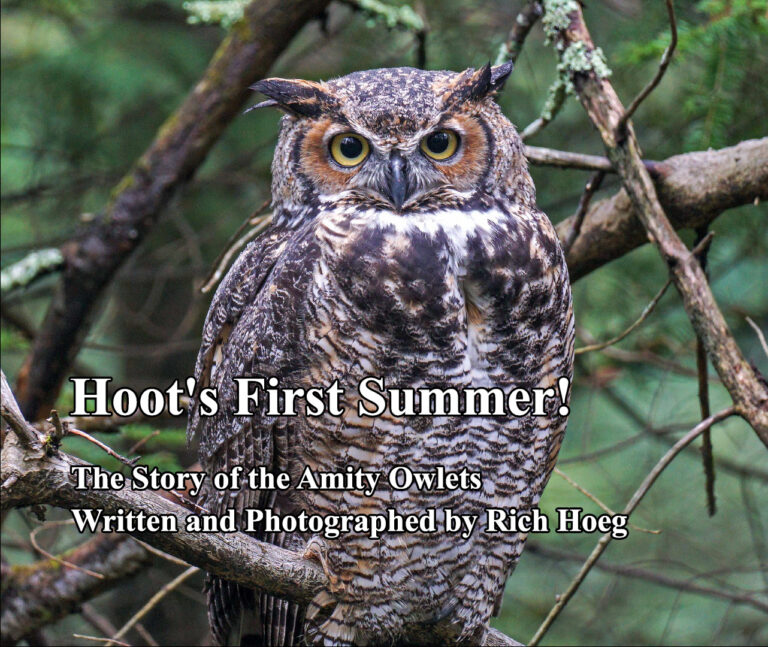 Hoot's First Summer! 365 Days of Birds