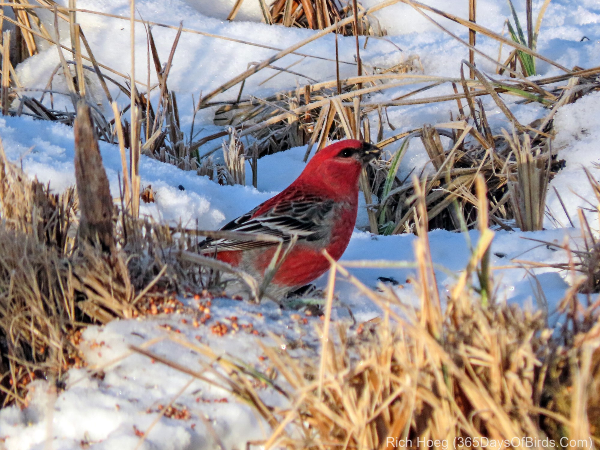 SaxZim Bog Pine Grosbeak 365 Days of Birds