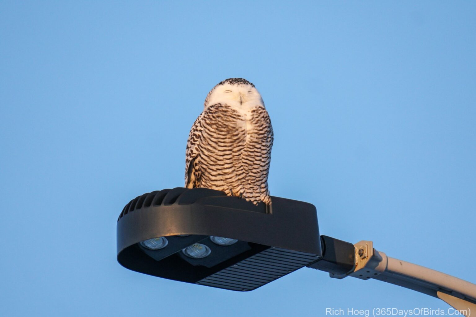 Snowy Owl Sunset Flight | 365 Days of Birds