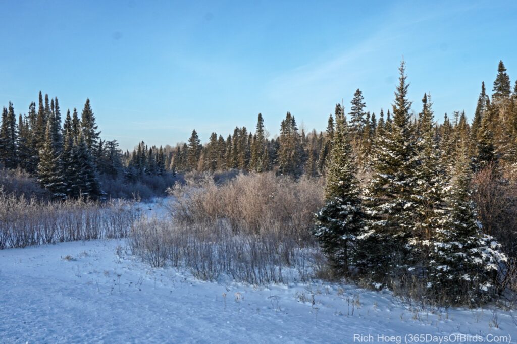 Hoar Frost Owling Reprise! - 365 Days of Birds