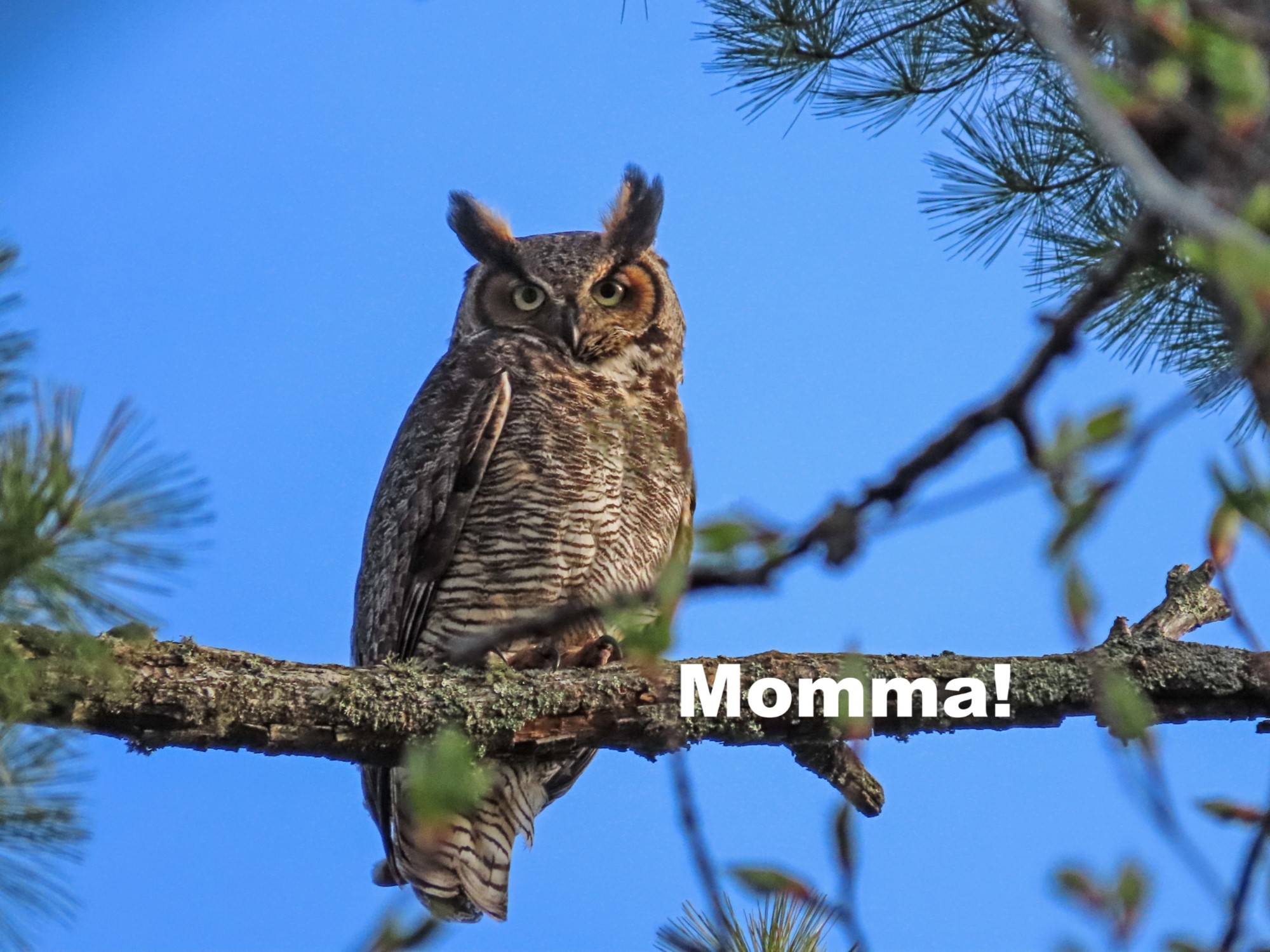 Wildlife Wednesday: Great-horned Owls