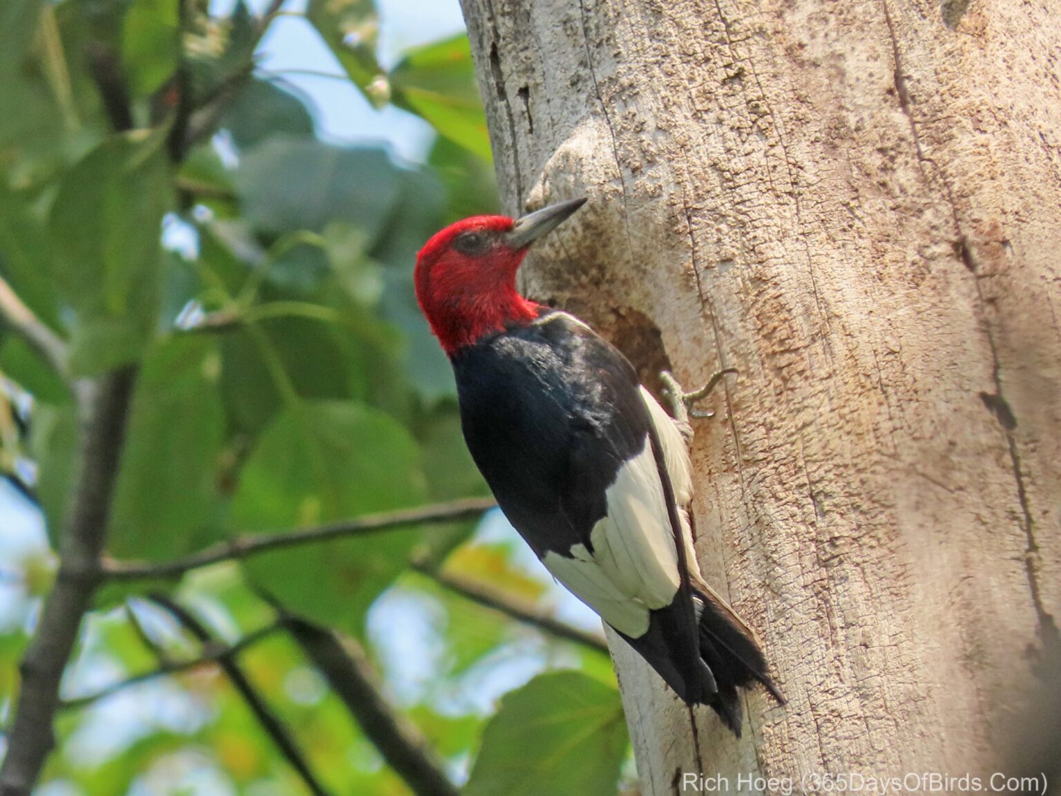 Mayfly Madness Woodpeckers - 365 Days Of Birds