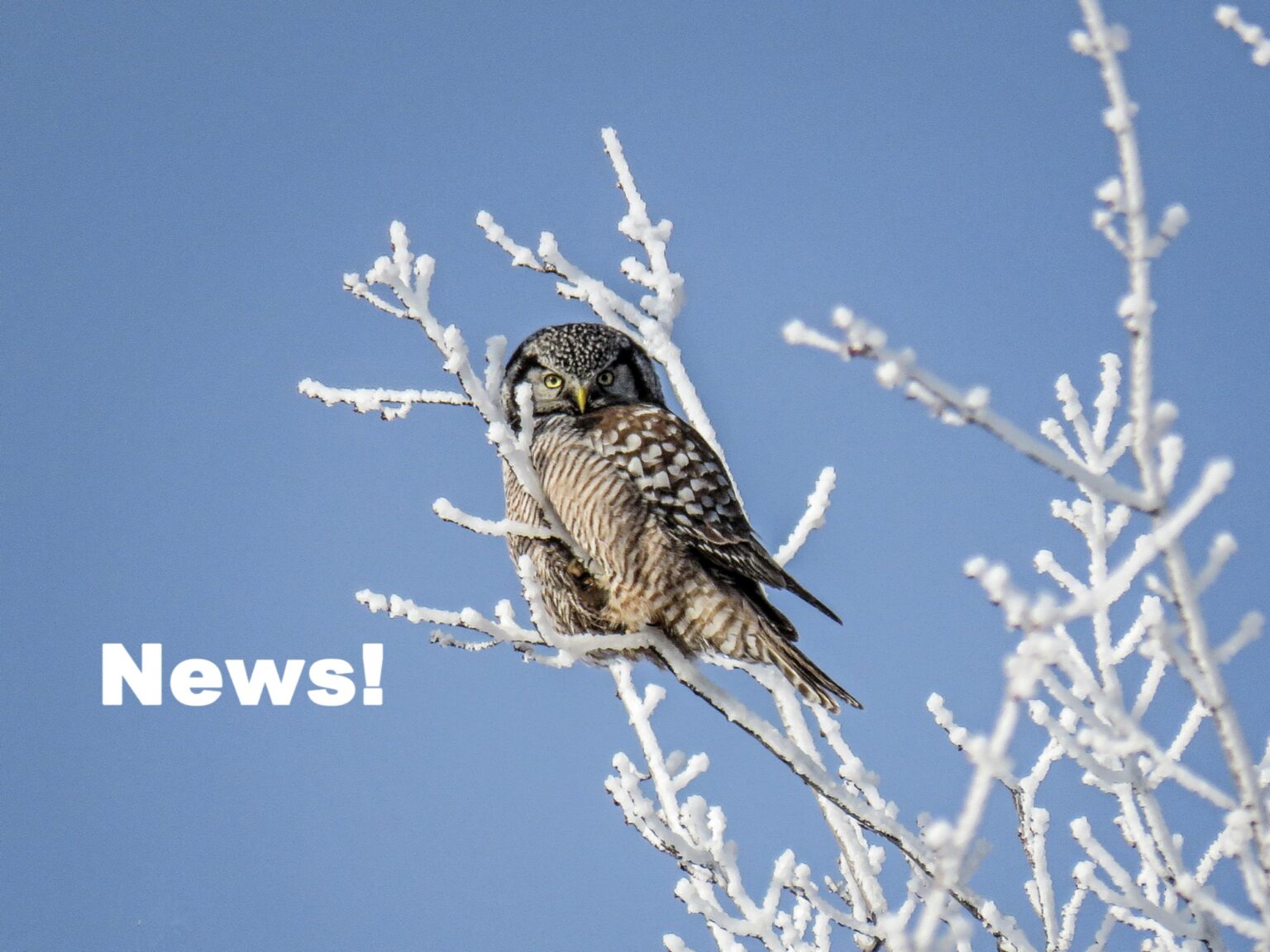 major-update-to-minnesota-birding-news-365-days-of-birds