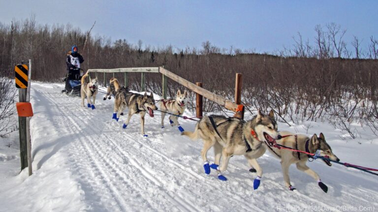 John Beargrease Sled Dog Race 2022 | 365 Days of Birds