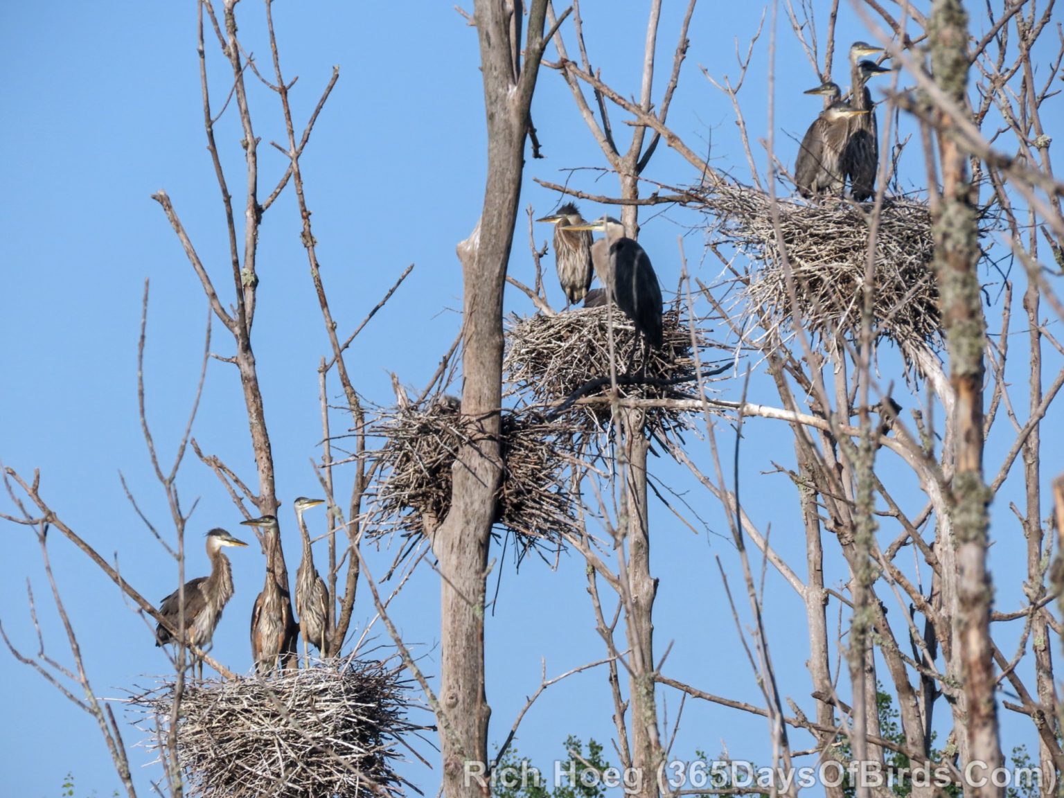 365 Days of Birds | Duluth, Minnesota based birder / photographer. Sax ...