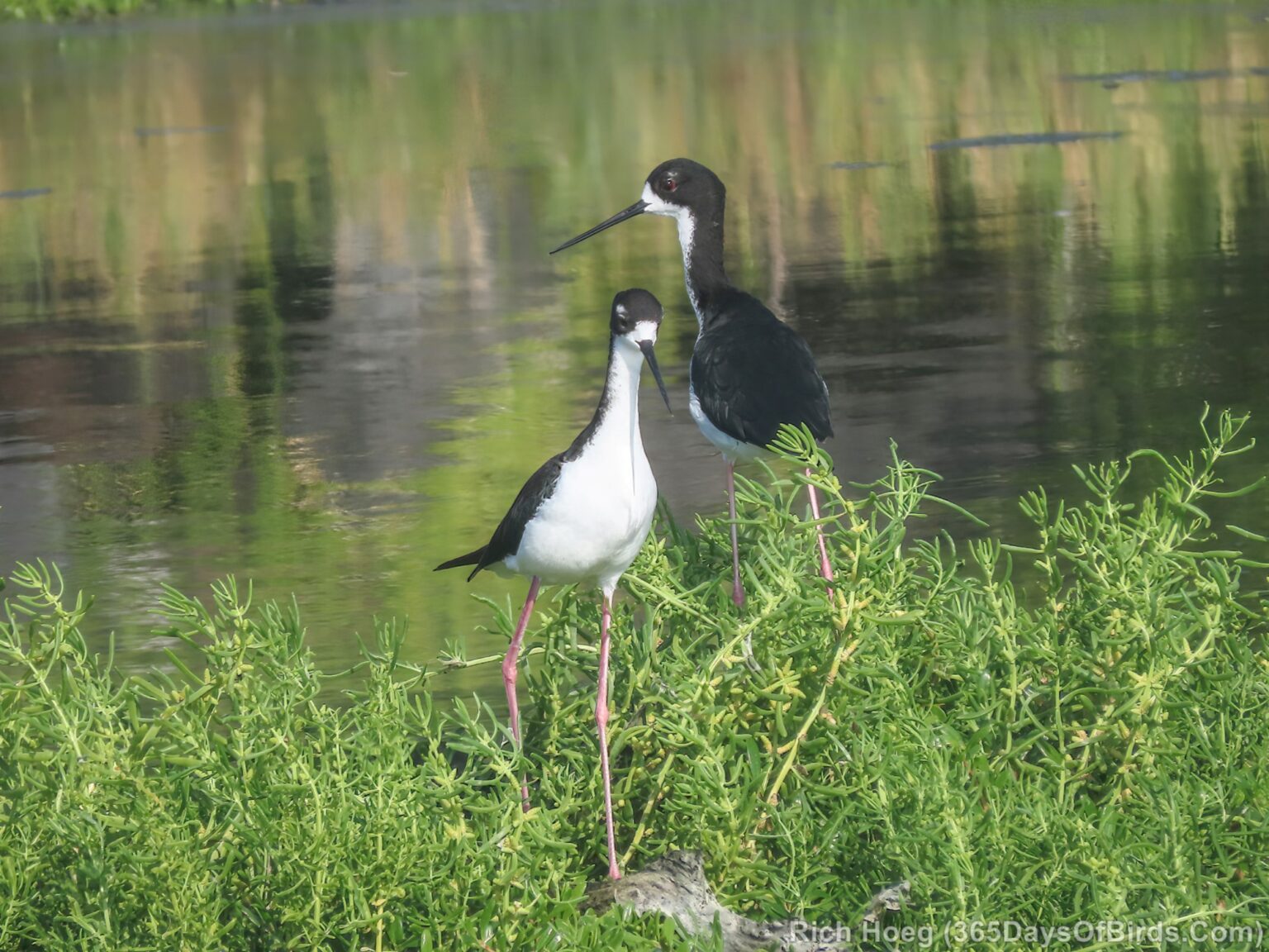 Hawaiian Black-Necked Stilts - 365 Days of Birds