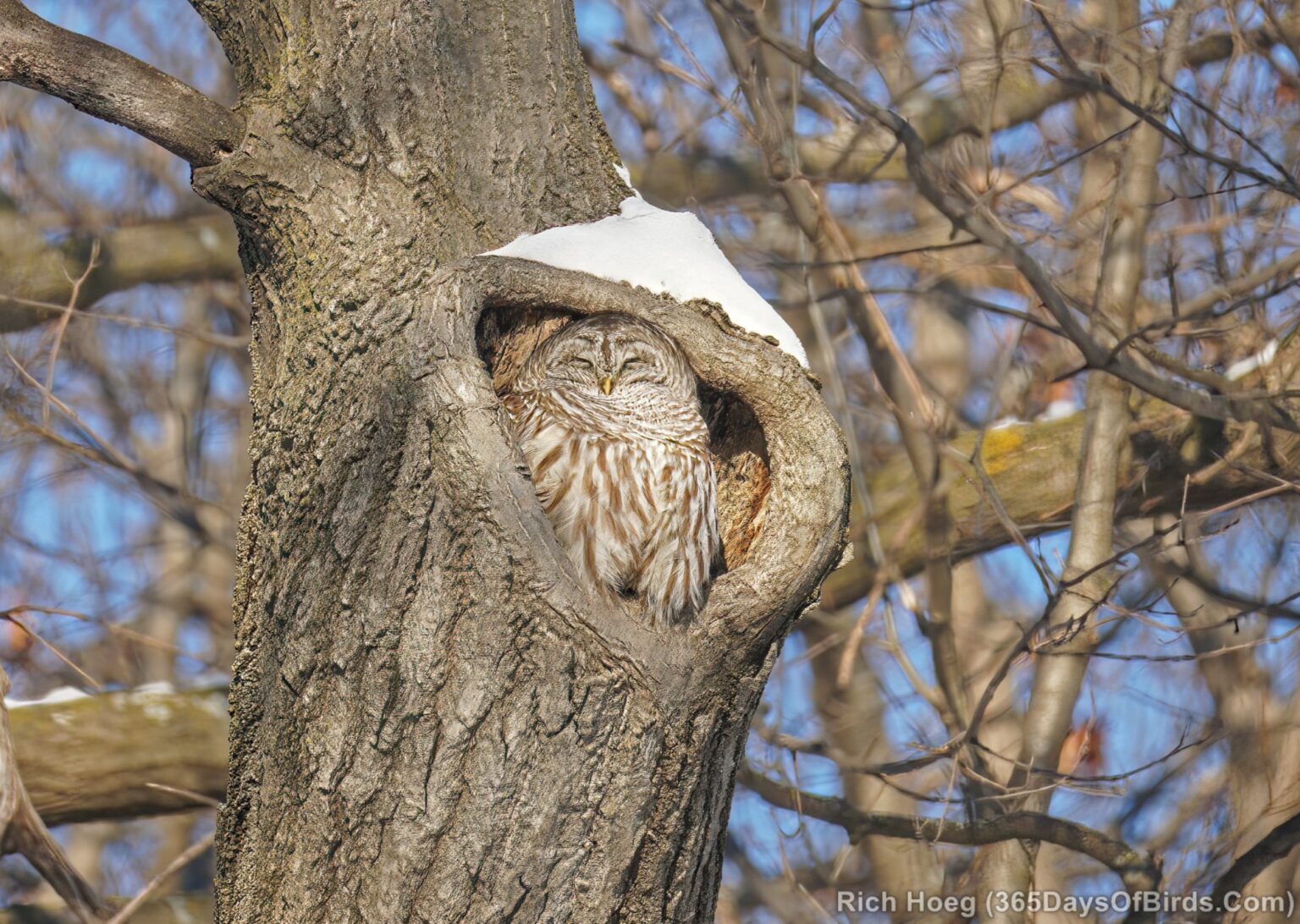 Barred Owl Nest! - 365 Days of Birds