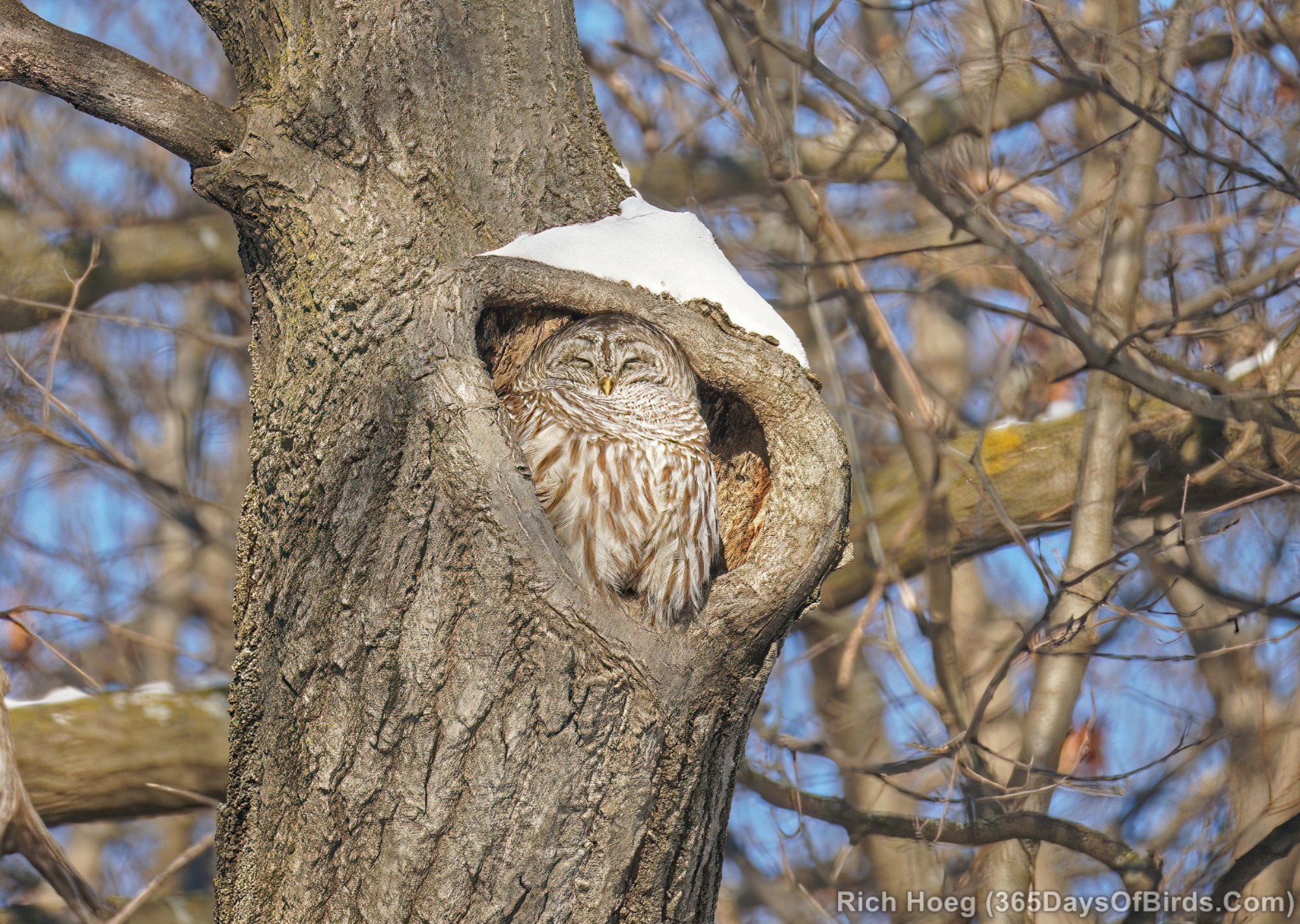 Barred Owl Nest 365 Days Of Birds