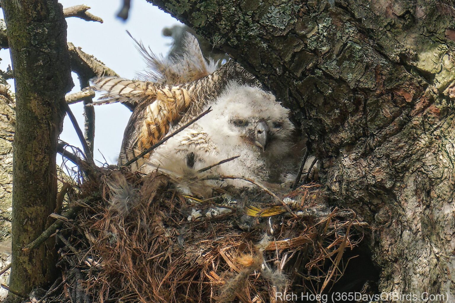 Meet Fuzz Ball The 1st! (Great Horned Owlet) | 365 Days Of Birds