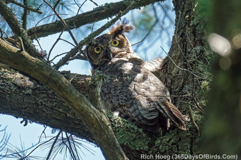 Great Horned Owls ... 6th Month! - 365 Days of Birds