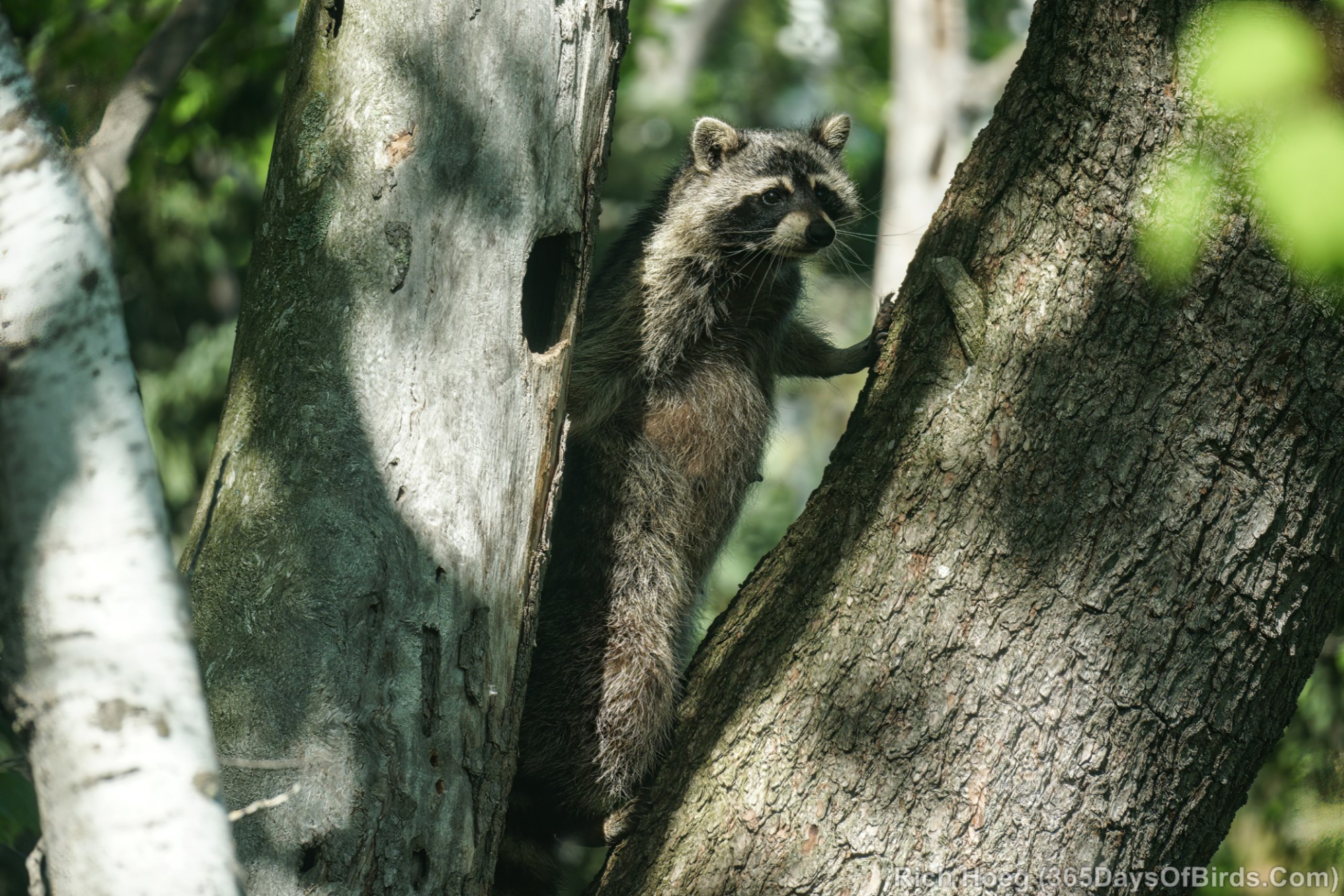 Meet Rosie the Raccoon 365 Days of Birds